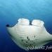 ray_manta_h_00008_yap0175.jpg